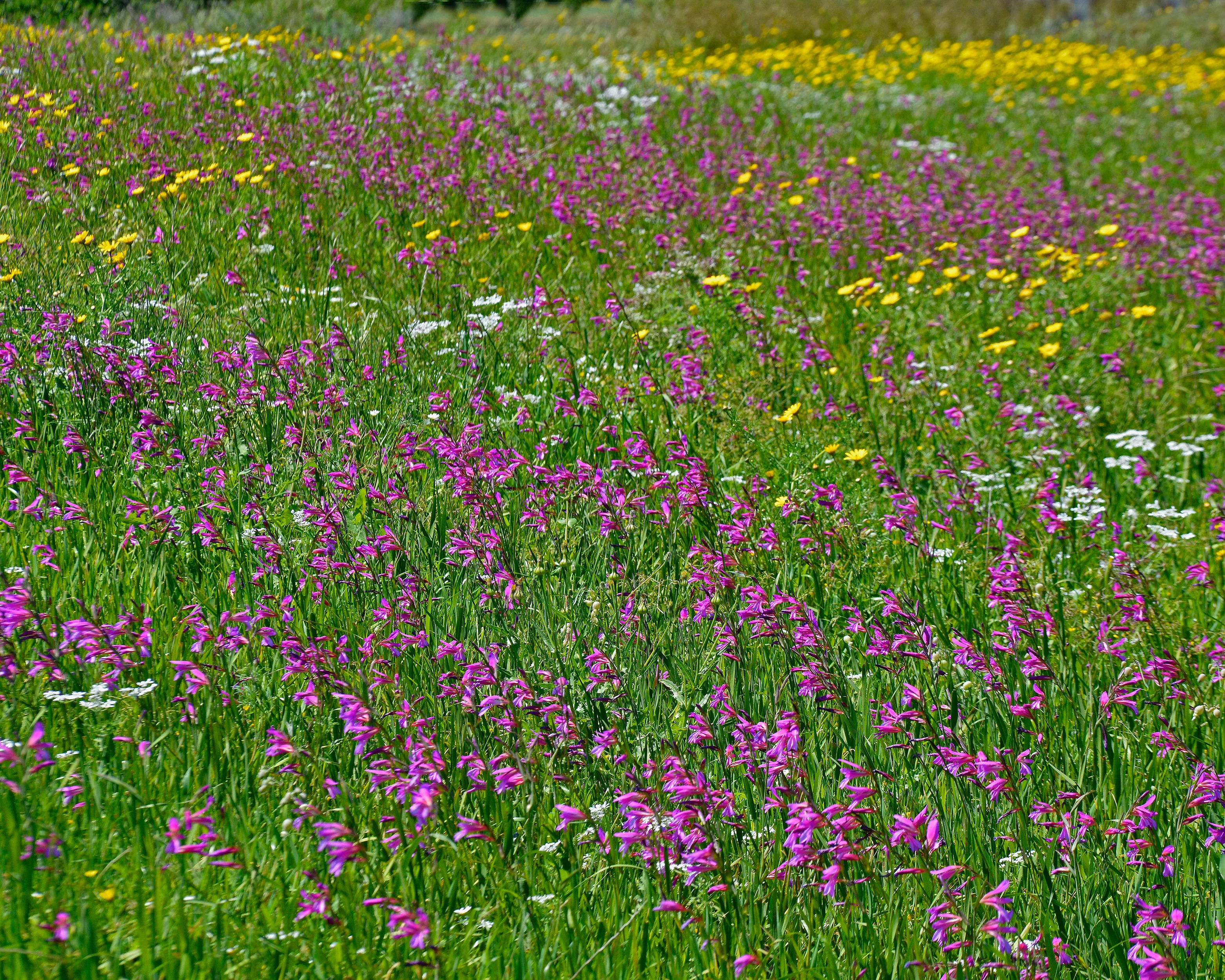 Gladiolus byzantinus italicus - Image 6