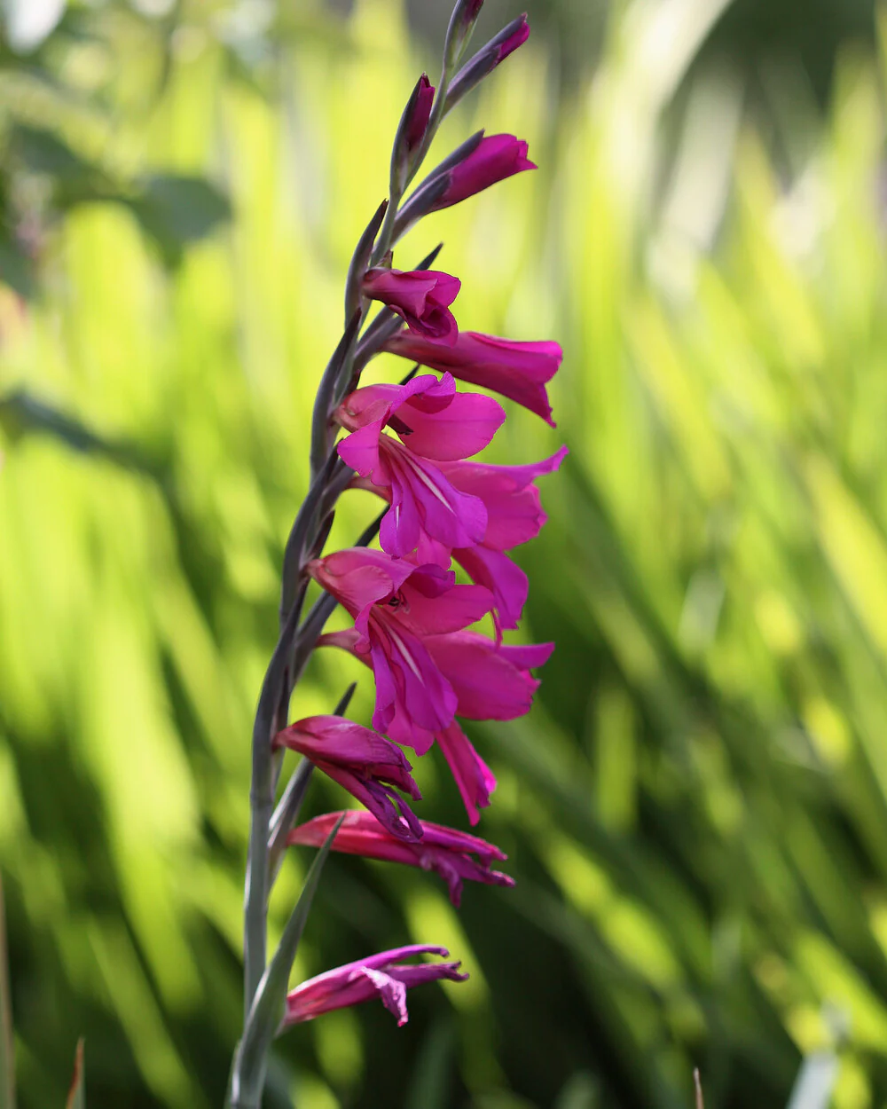 Gladiolus byzantinus italicus - Image 7