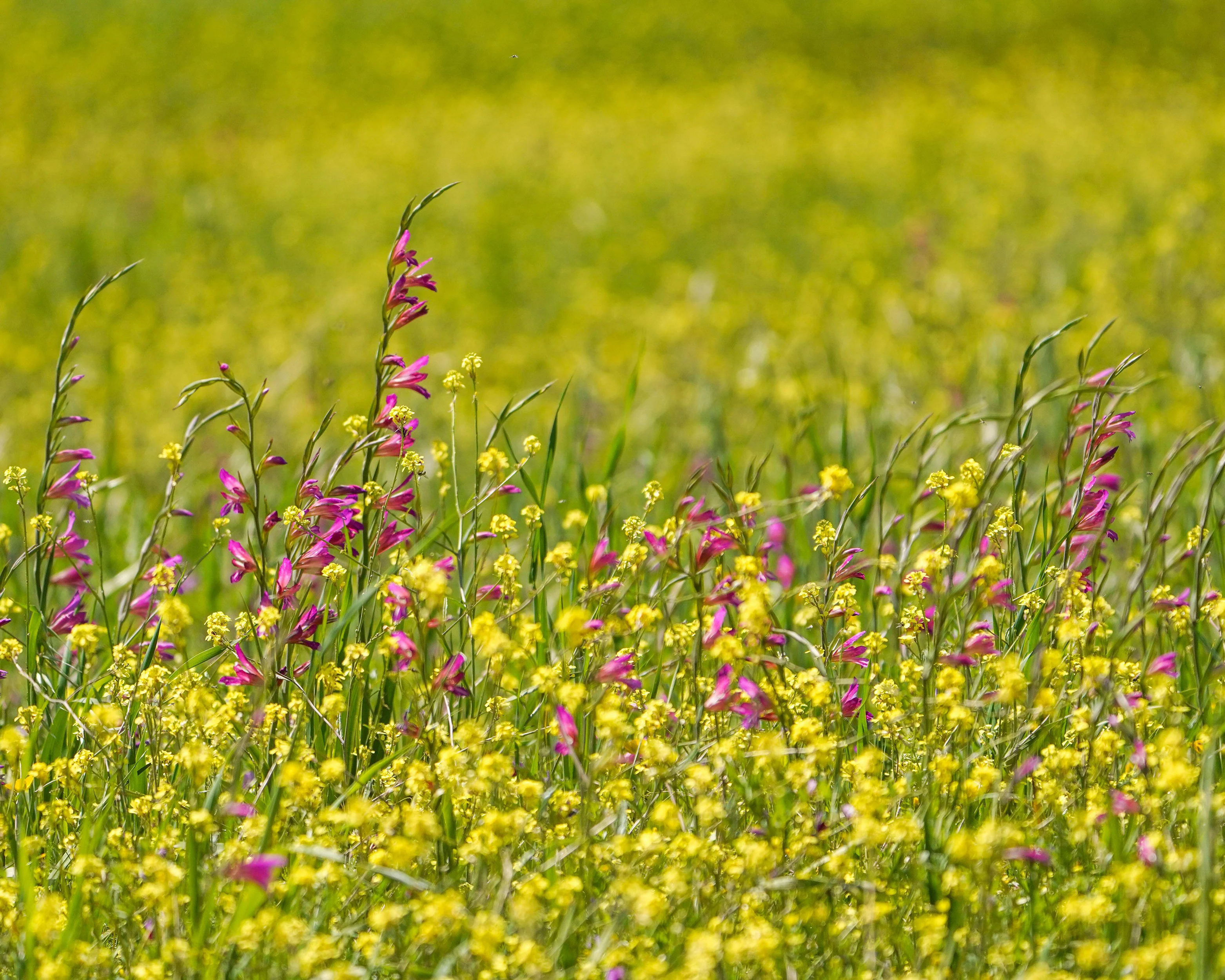 Gladiolus byzantinus italicus - Image 8