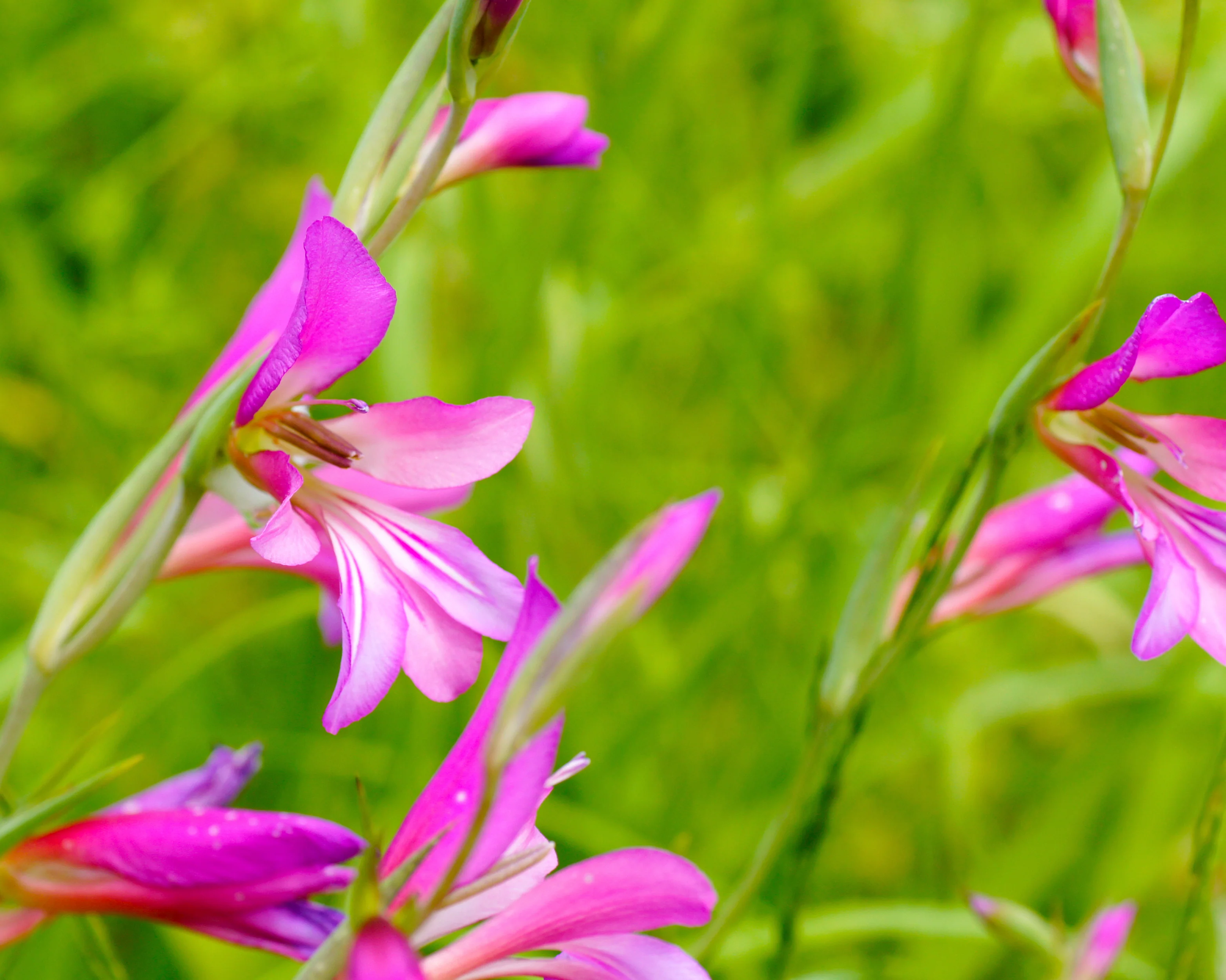 Gladiolus byzantinus italicus - Image 9