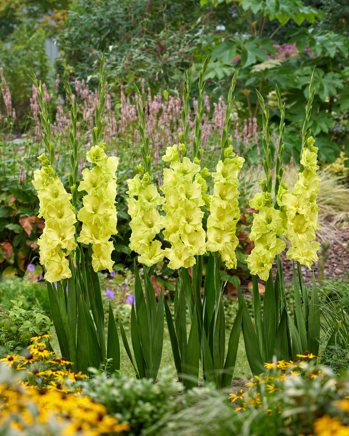 Gladiolus 'Kio' - Image 2