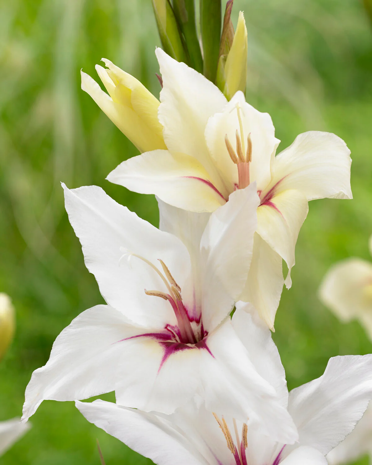 Gladiolus 'Lucky Star' - Image 3
