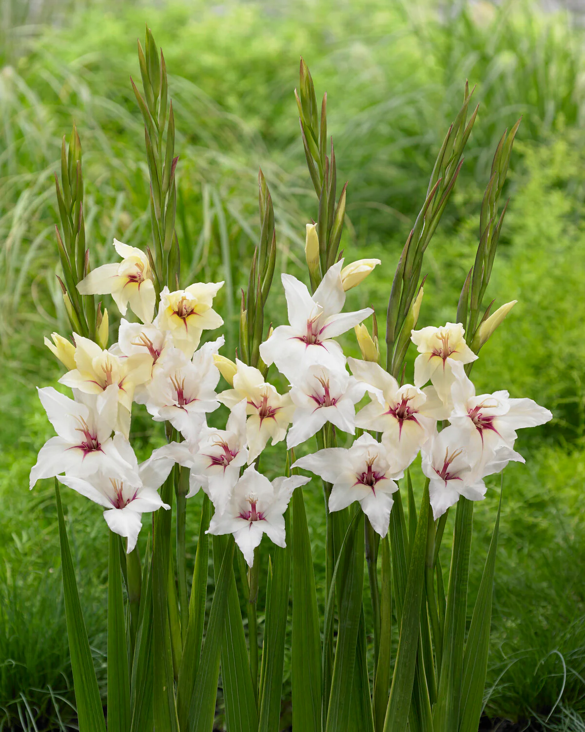 Gladiolus 'Lucky Star' - Image 4