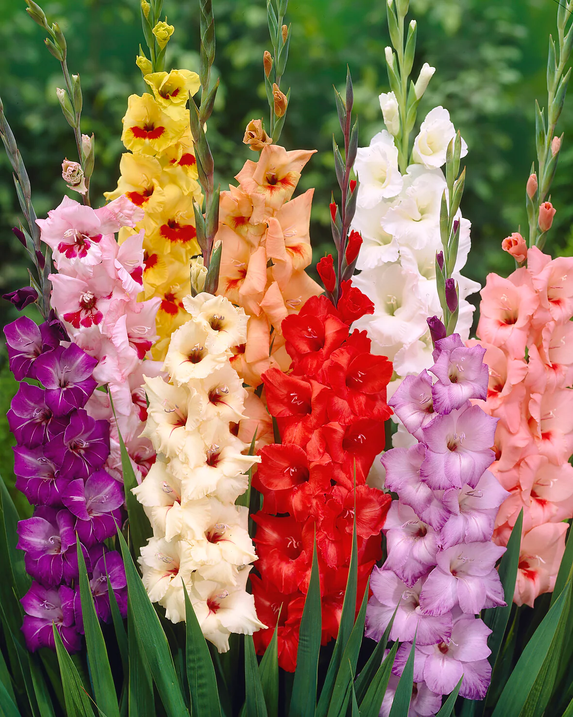 Gladiolus 'Mixed Colours' - Image 4