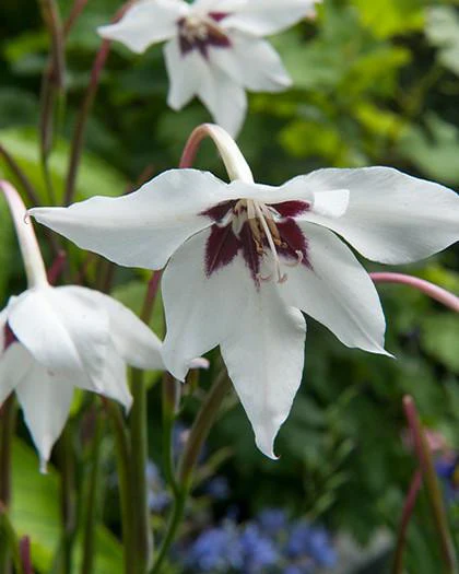 Acidanthera murielae - Image 2