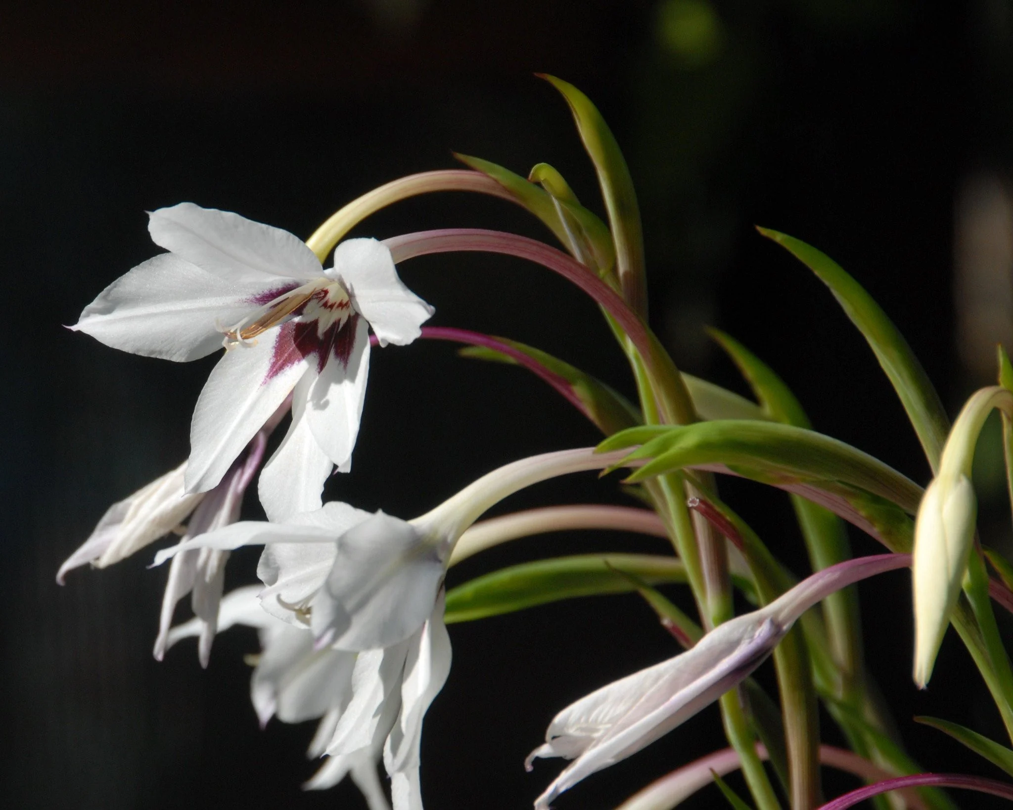 Acidanthera murielae - Image 4