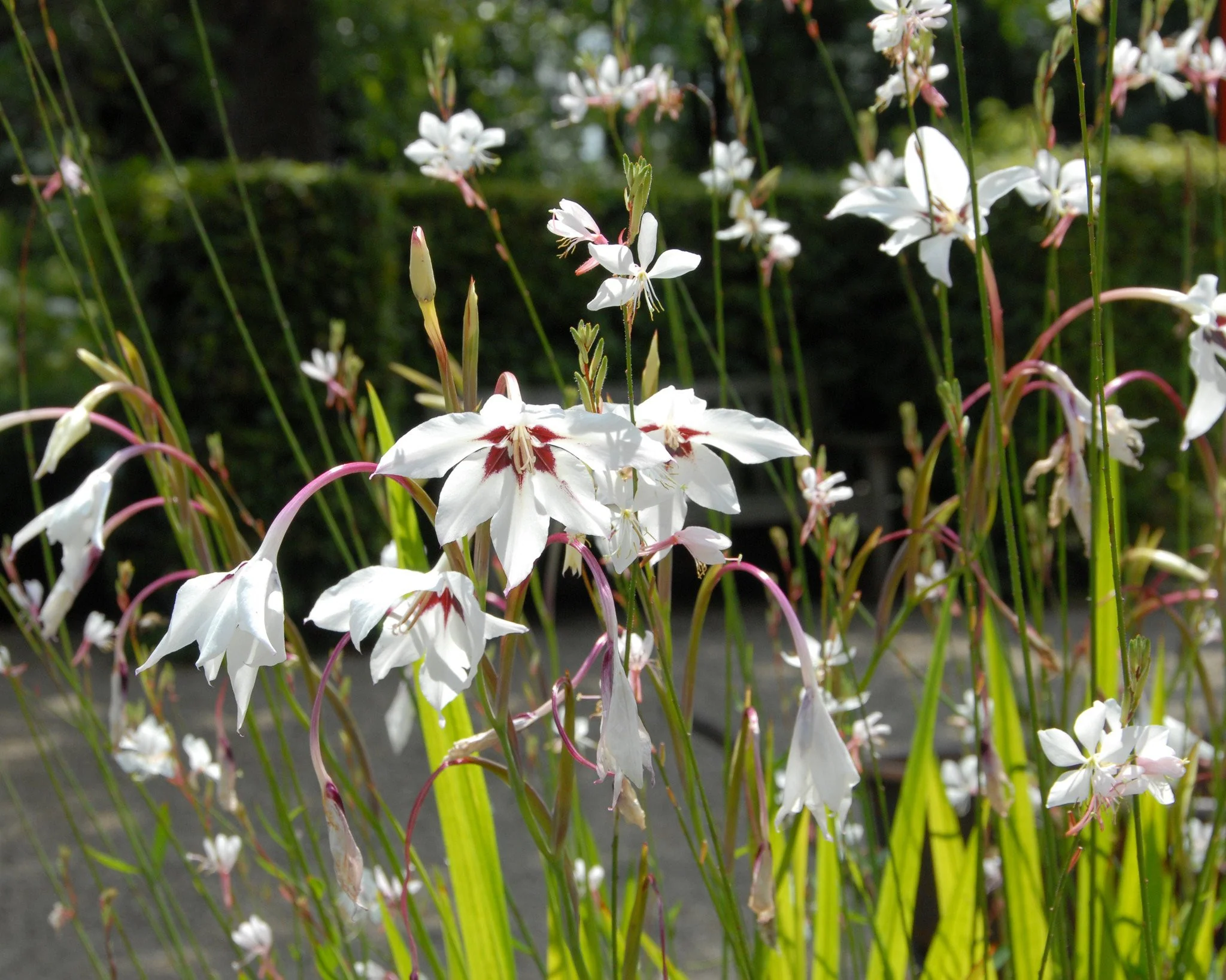 Acidanthera murielae - Image 5