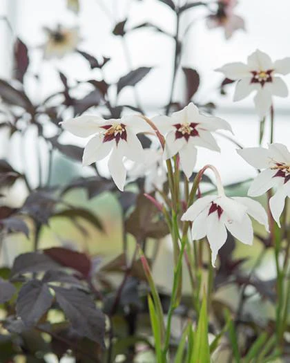Acidanthera murielae - Image 6
