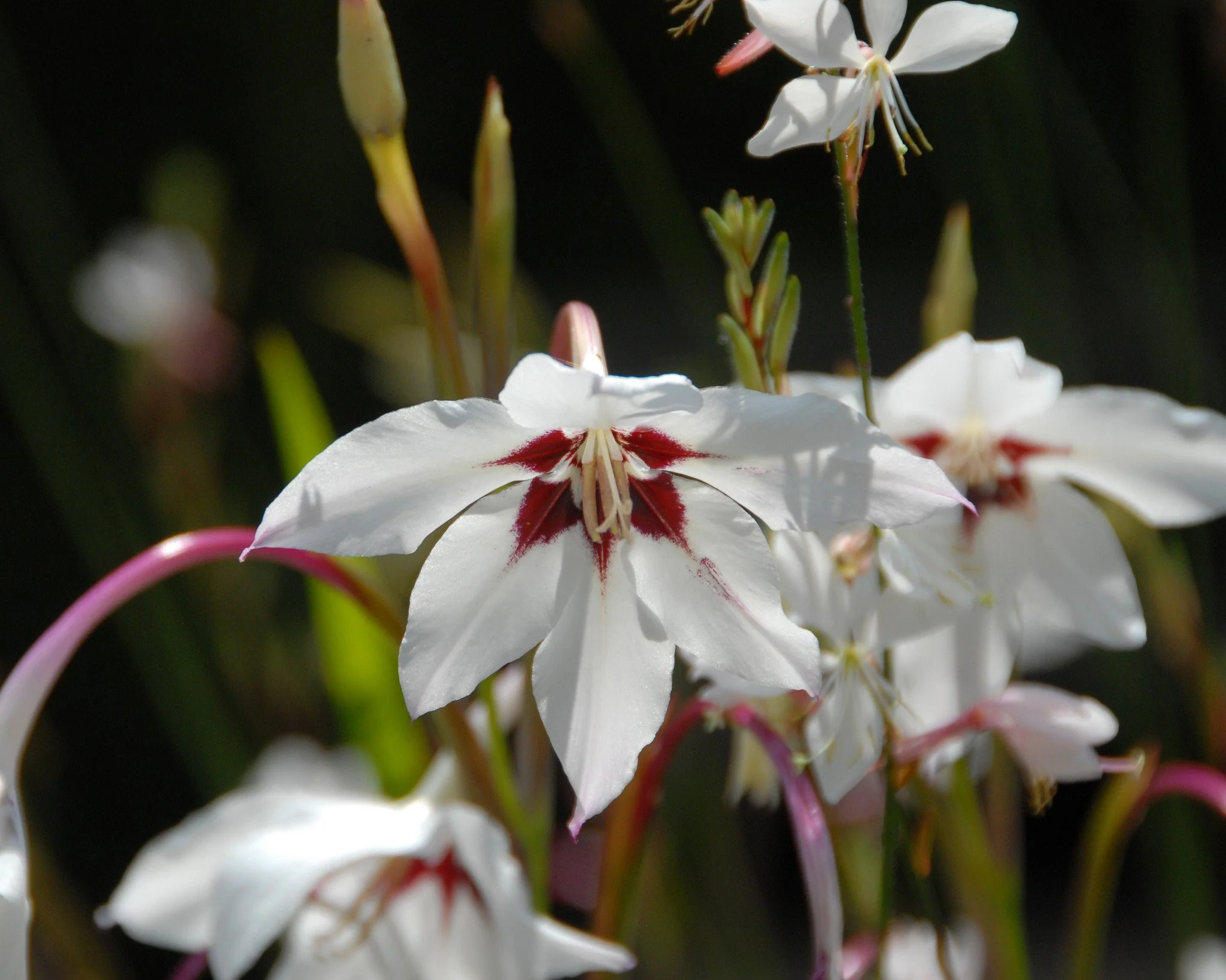 Acidanthera murielae - Image 7