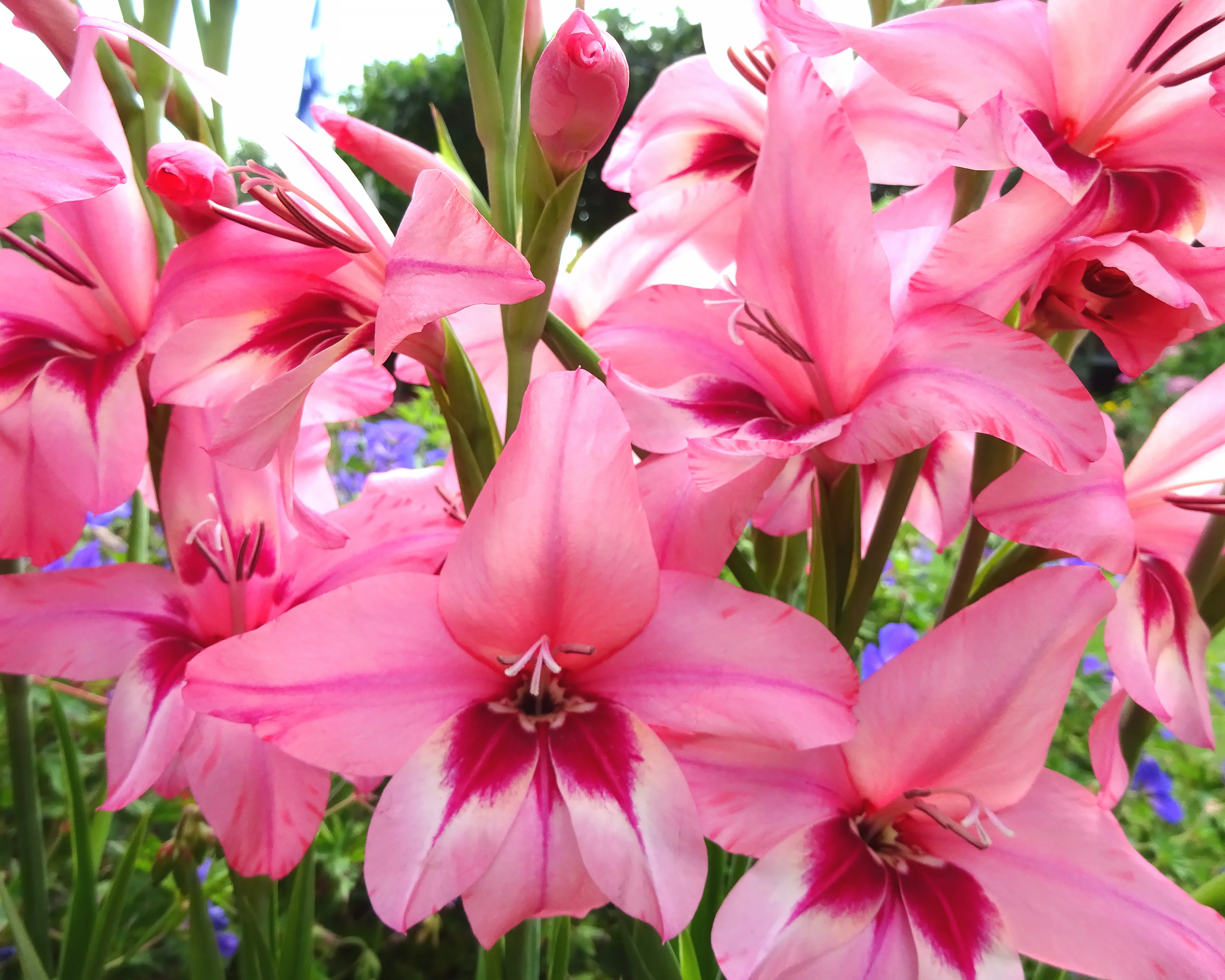 Acidanthera murielae 'Pink' - Image 3