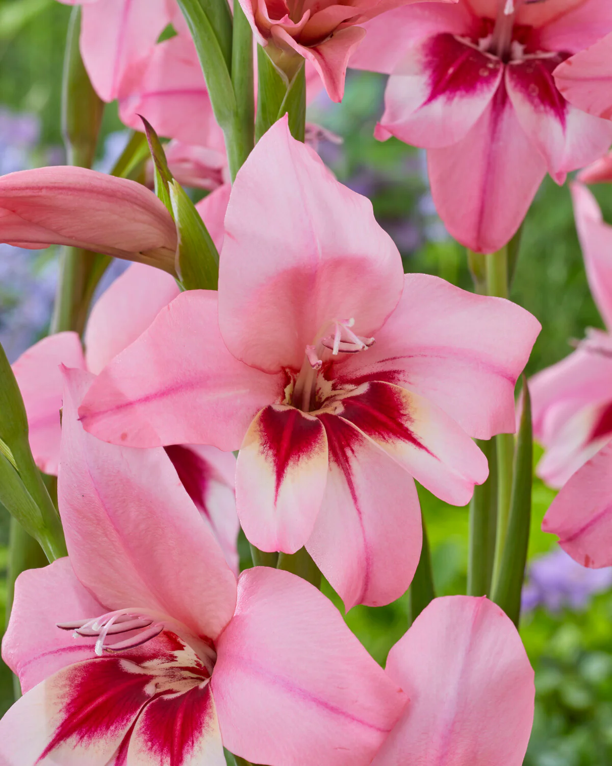 Acidanthera murielae 'Pink' - Image 4