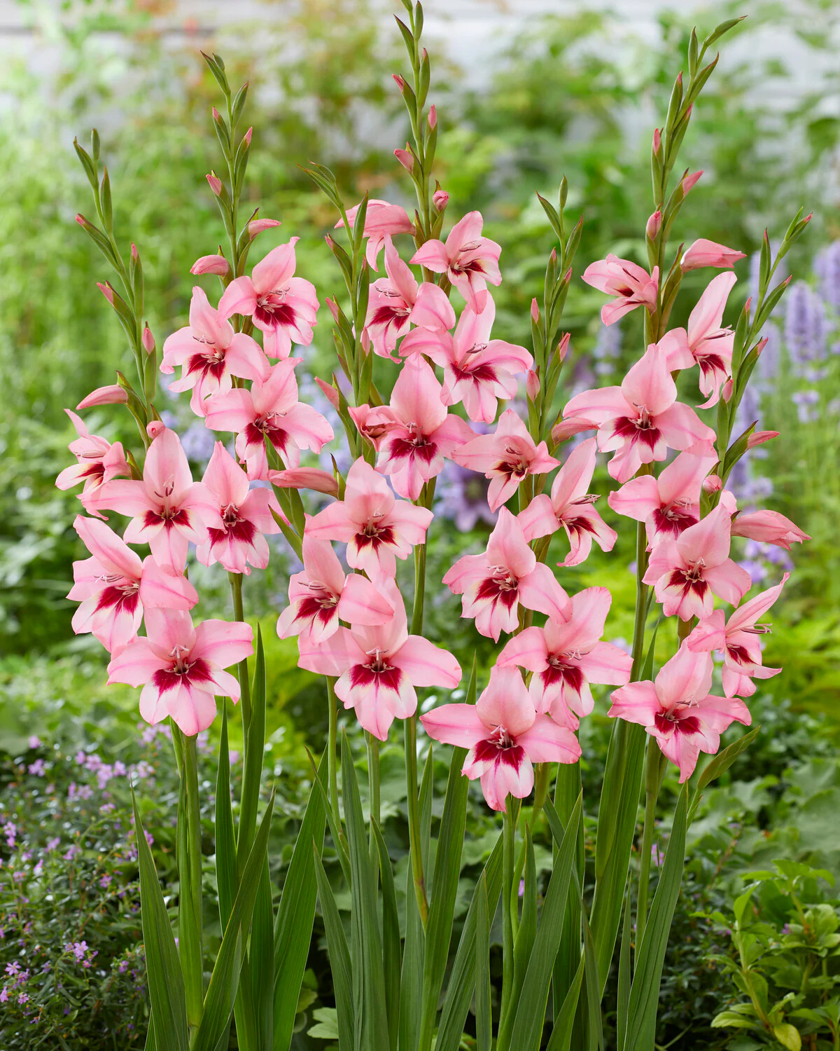 Acidanthera murielae 'Pink' - Image 5