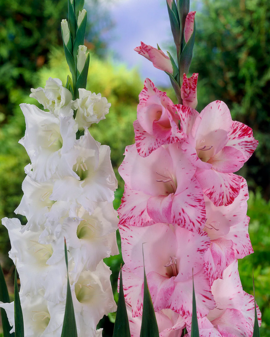 Gladiolus 'My Love' - Image 3