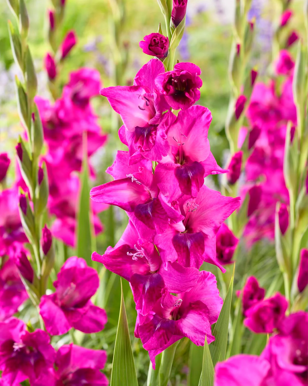Gladiolus 'Mystic Magenta'