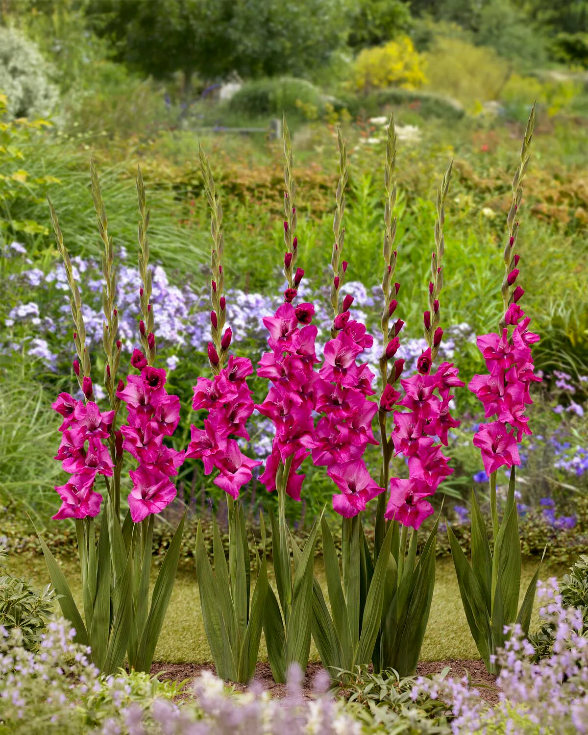 Gladiolus 'Mystic Magenta' - Image 2