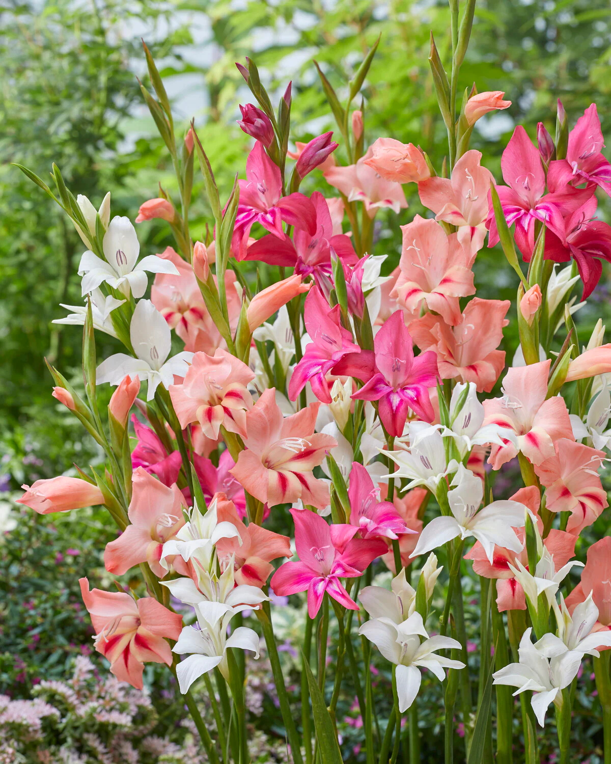 Gladiolus 'Nanus Mixed' - Image 3