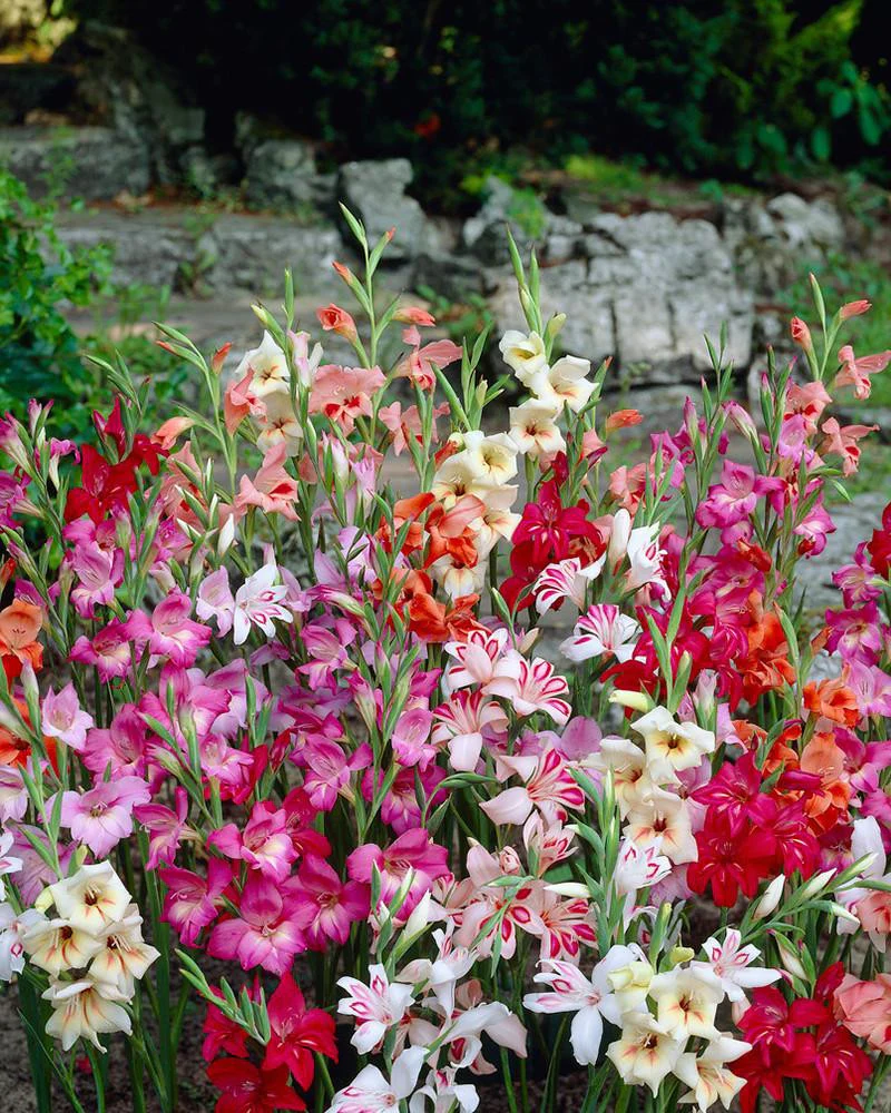 Gladiolus 'Nanus Mixed' - Image 4