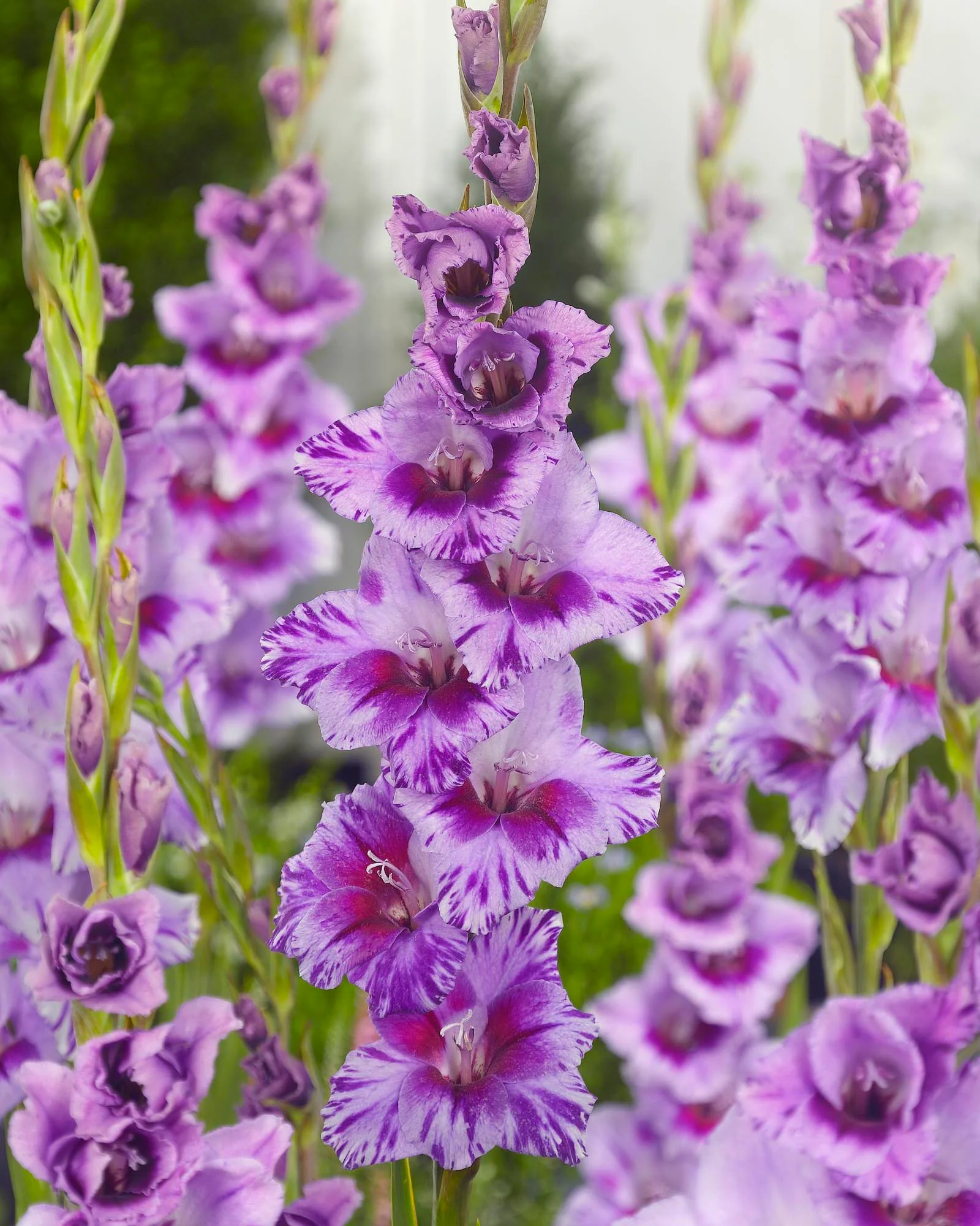 Gladiolus 'Passos' - Image 2