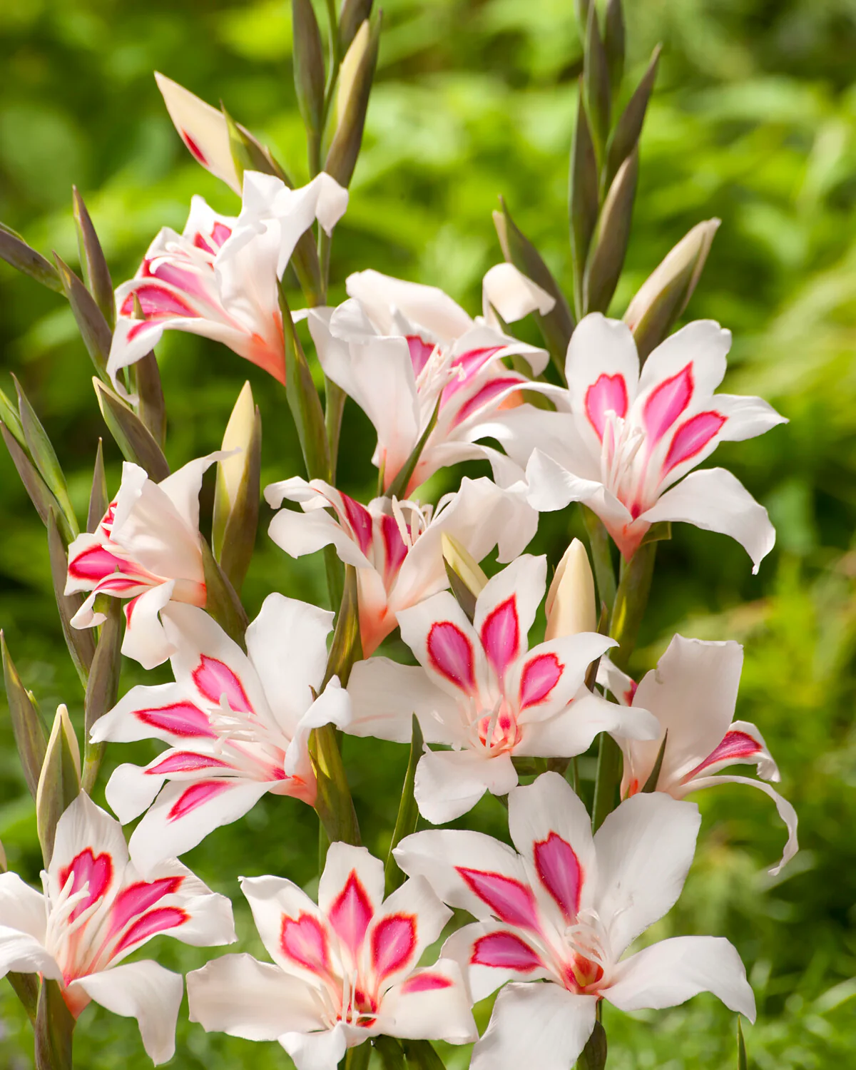 Gladiolus 'Prins Claus' - Image 4