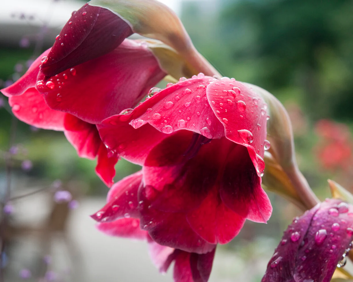 Gladiolus 'Ruby Red' - Image 3