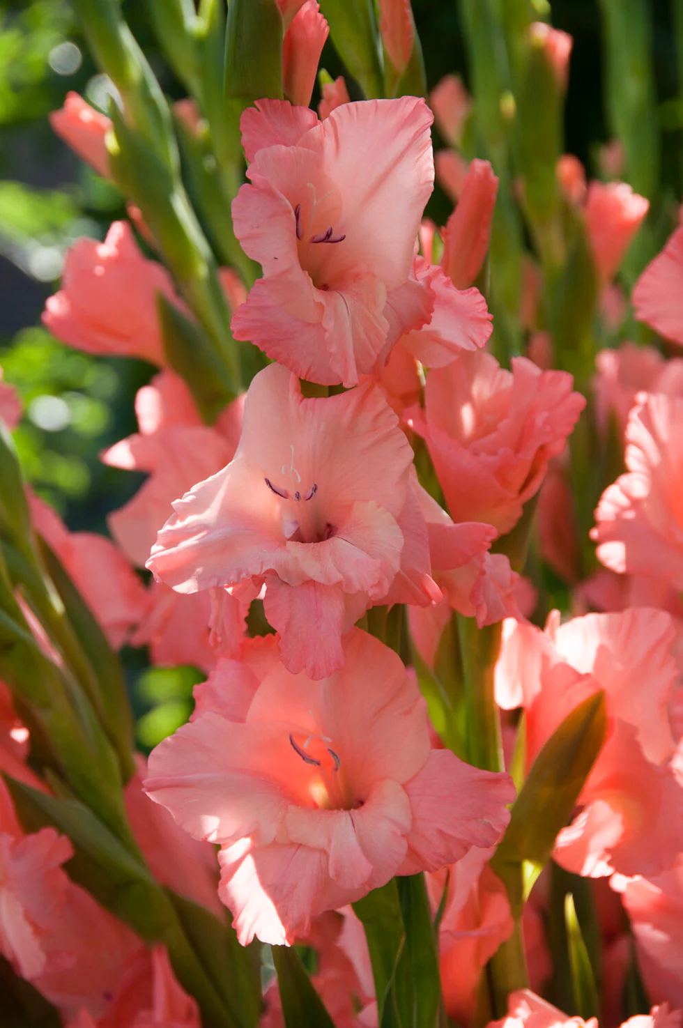 Gladiolus 'Sugar Babe' - Image 5