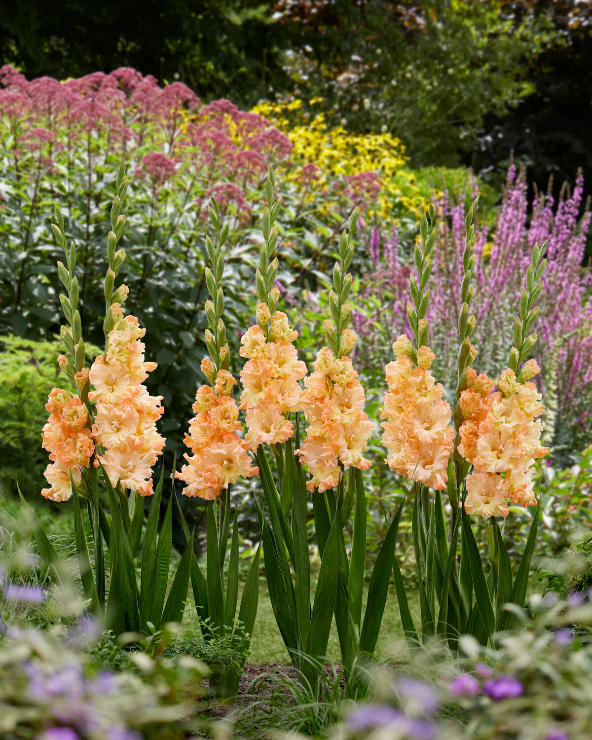 Gladiolus 'The Great Queen Elizabeth' - Image 3
