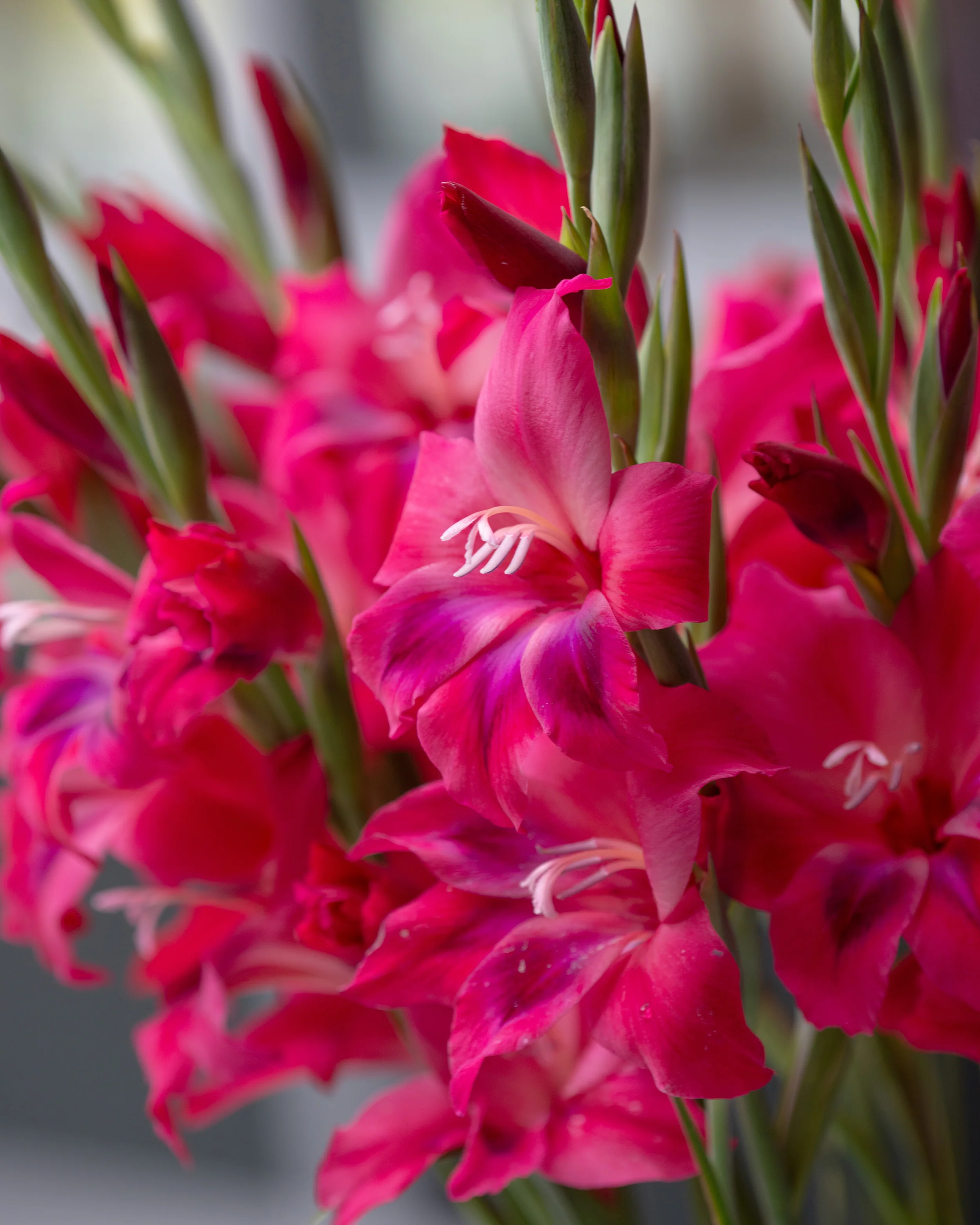 Gladiolus 'Vulcano' - Image 10