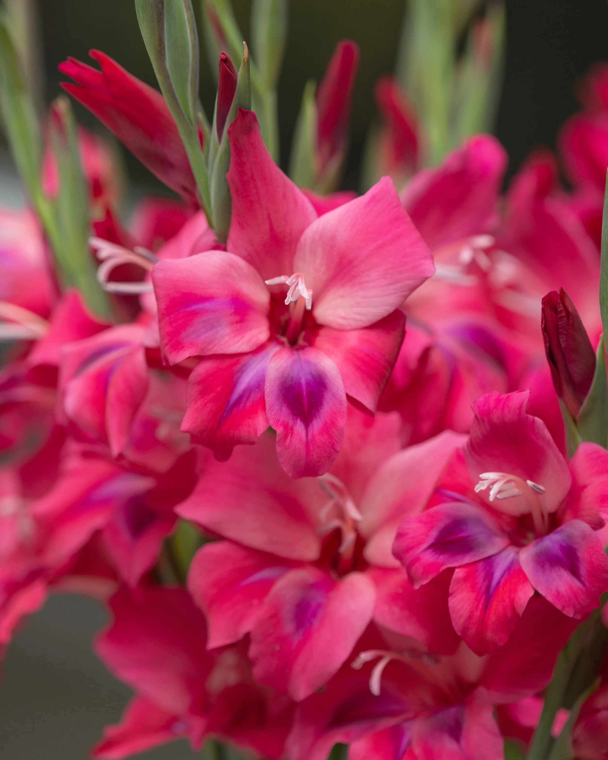 Gladiolus 'Vulcano' - Image 4
