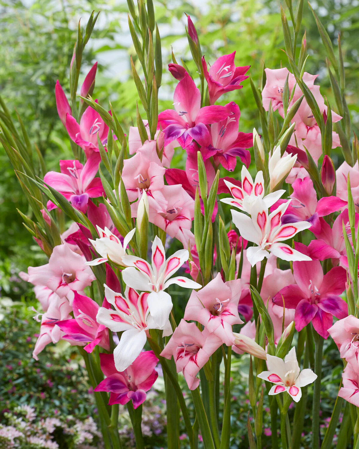 Gladiolus 'Vulcano' - Image 5