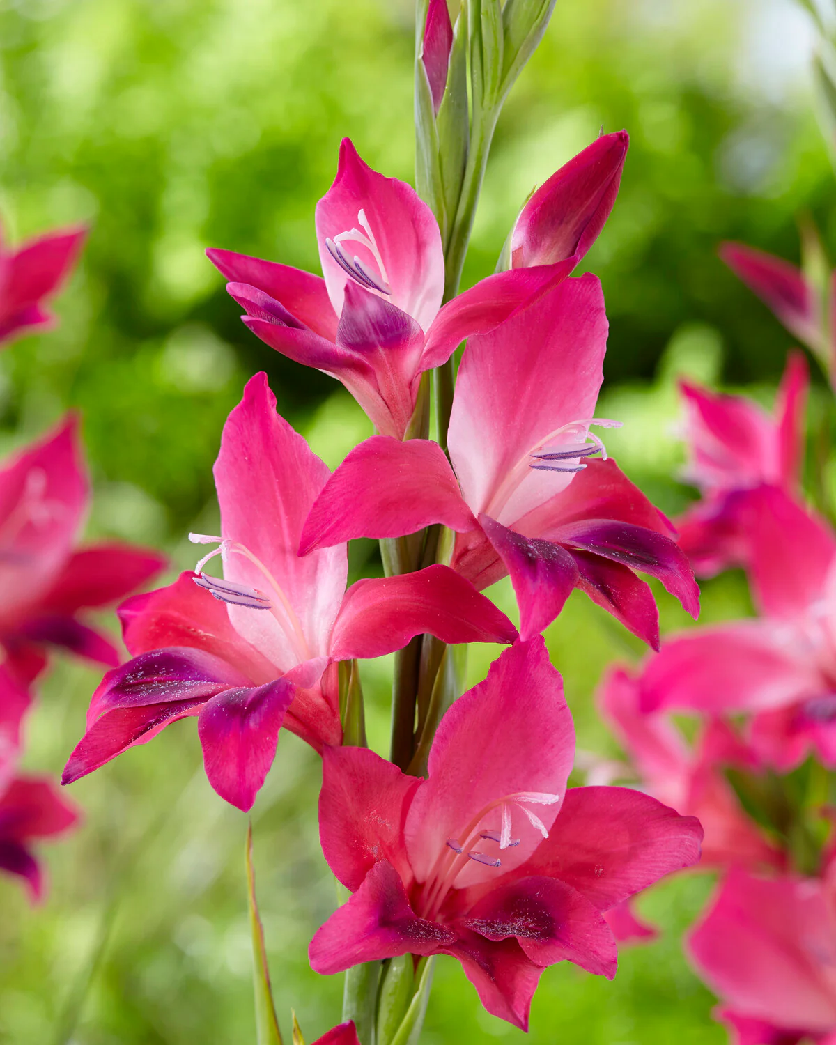 Gladiolus 'Vulcano' - Image 9