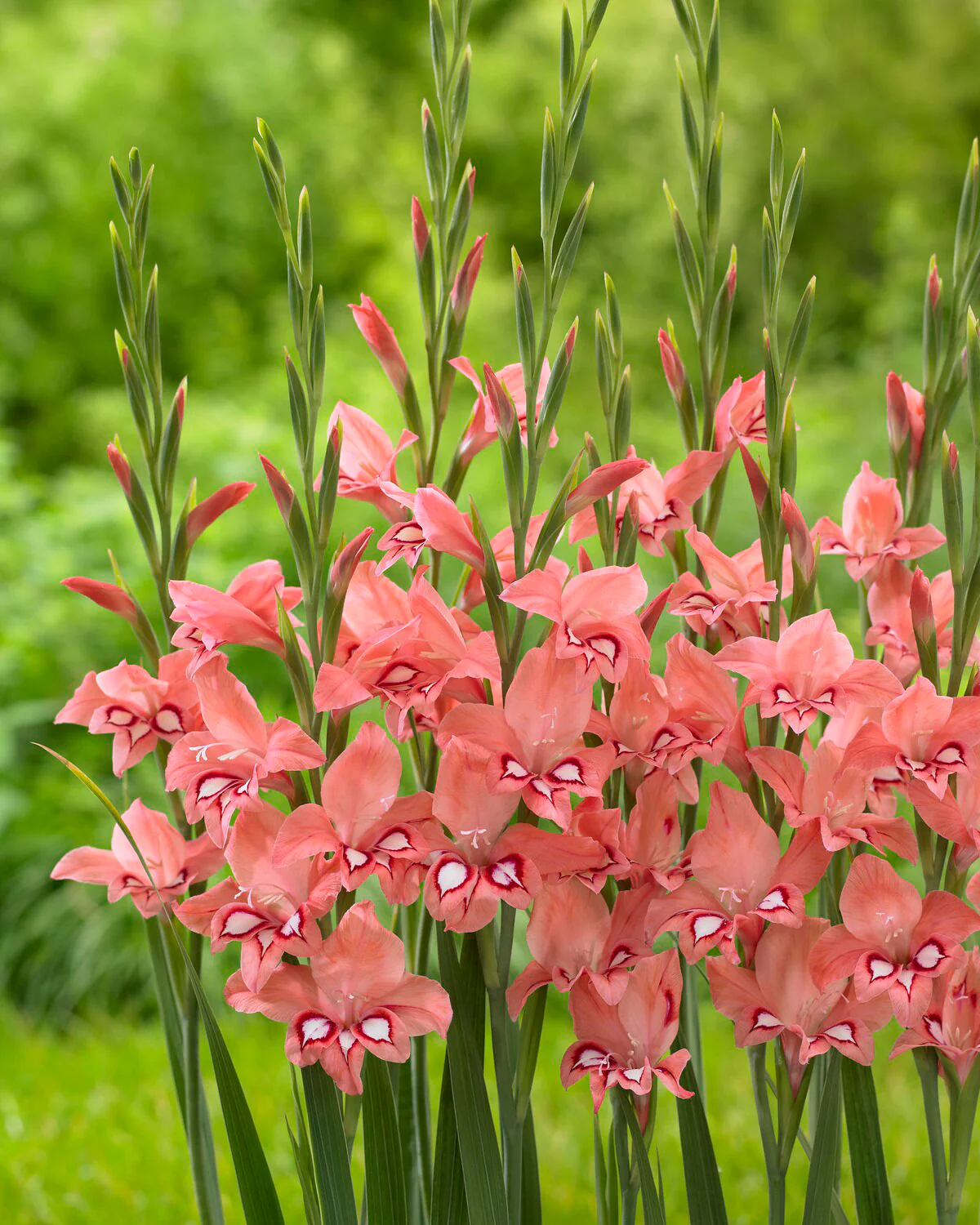 Gladiolus 'White Eyed Miss' - Image 3