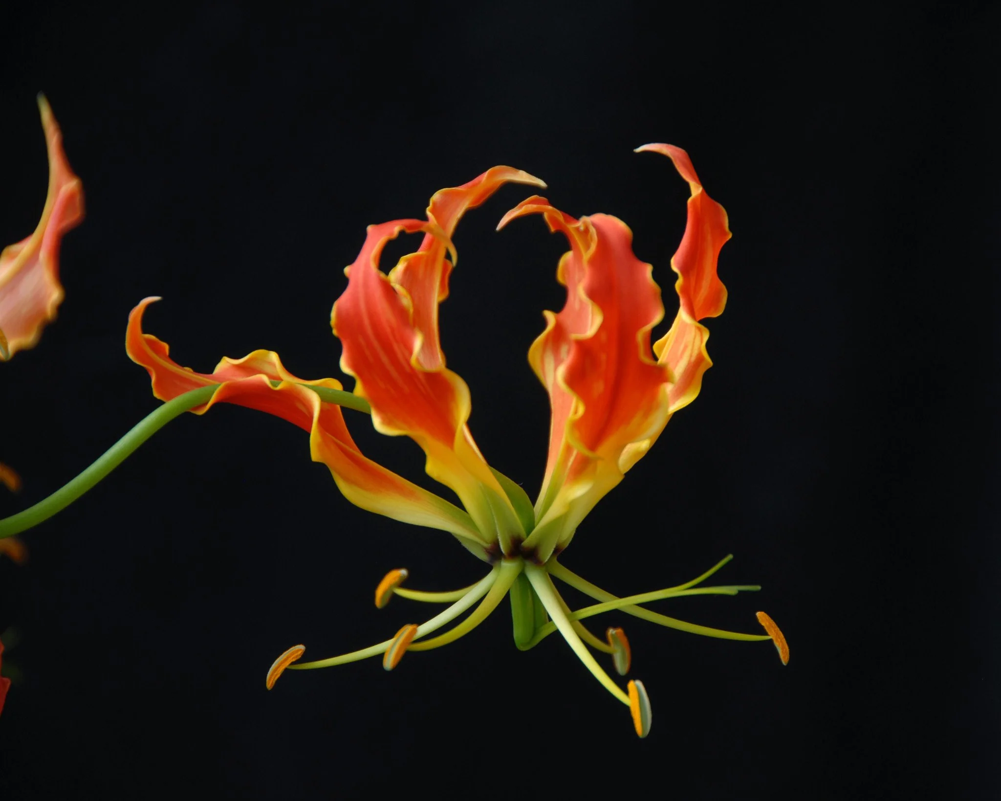Gloriosa 'Rothschildiana' - Image 3