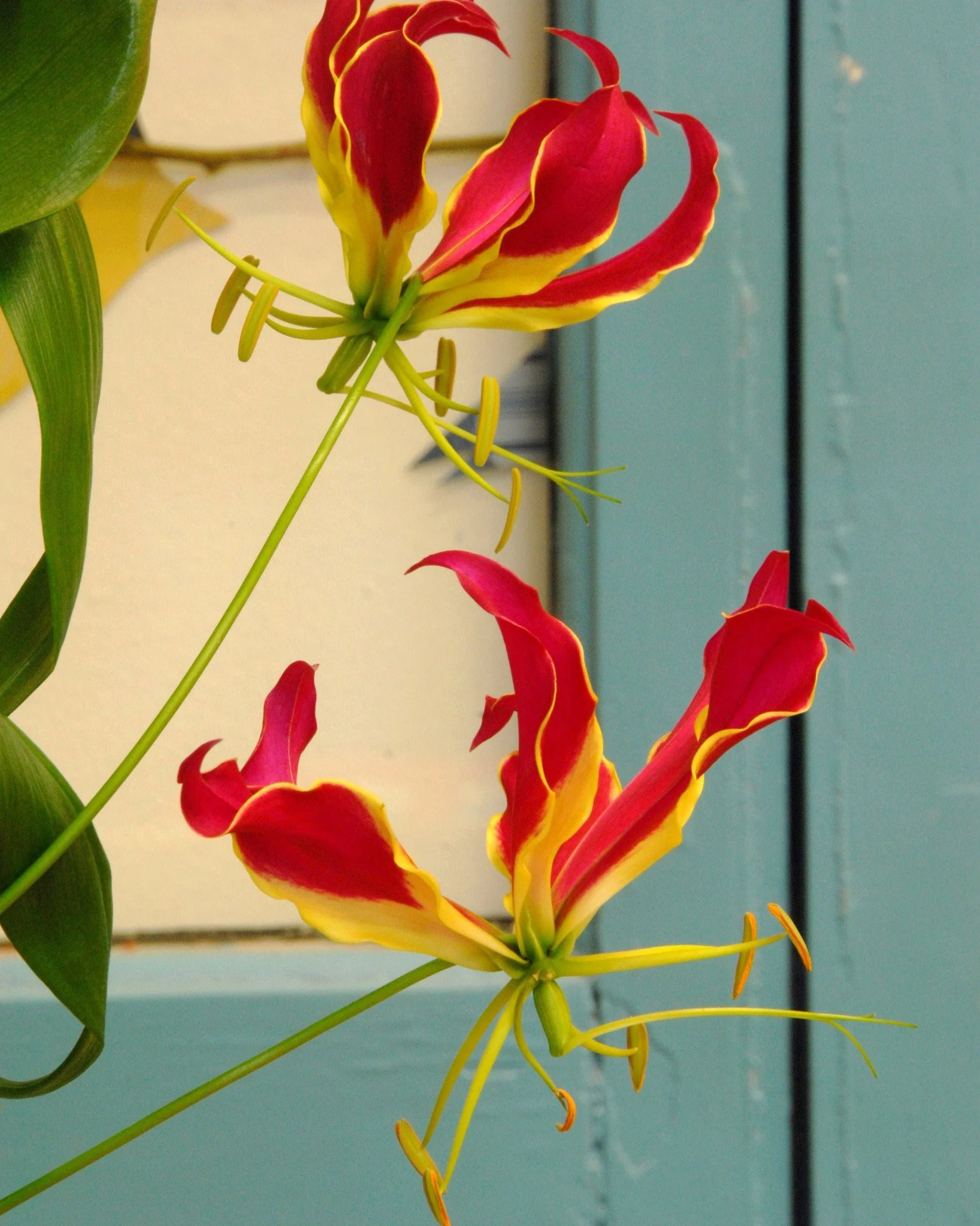 Gloriosa 'Rothschildiana' - Image 5