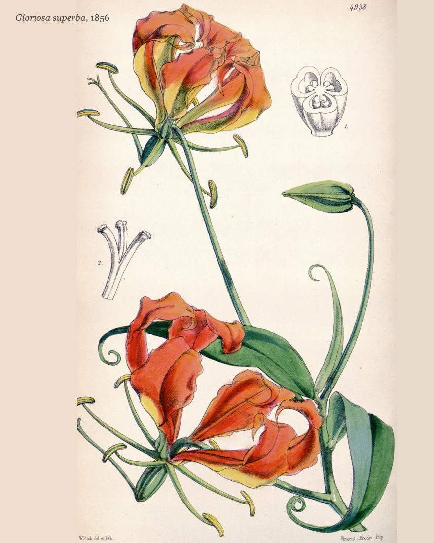 Gloriosa 'Rothschildiana' - Image 7