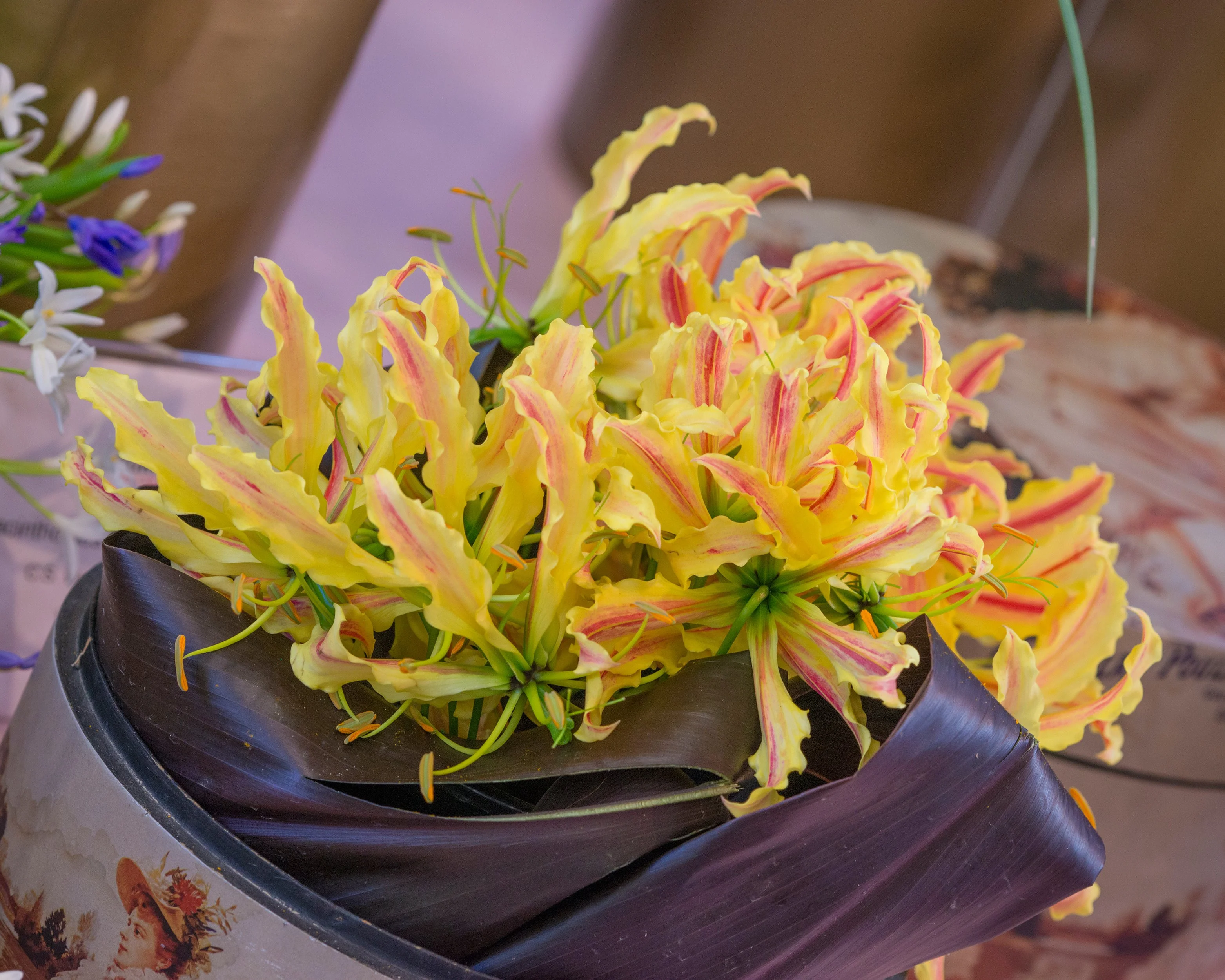 Gloriosa 'Sparkling Stripe' - Image 2