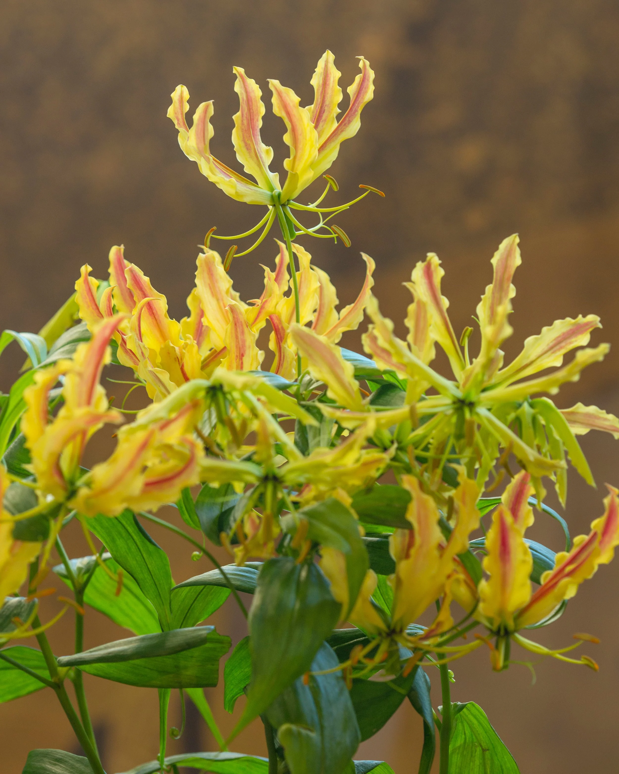 Gloriosa 'Sparkling Stripe' - Image 3