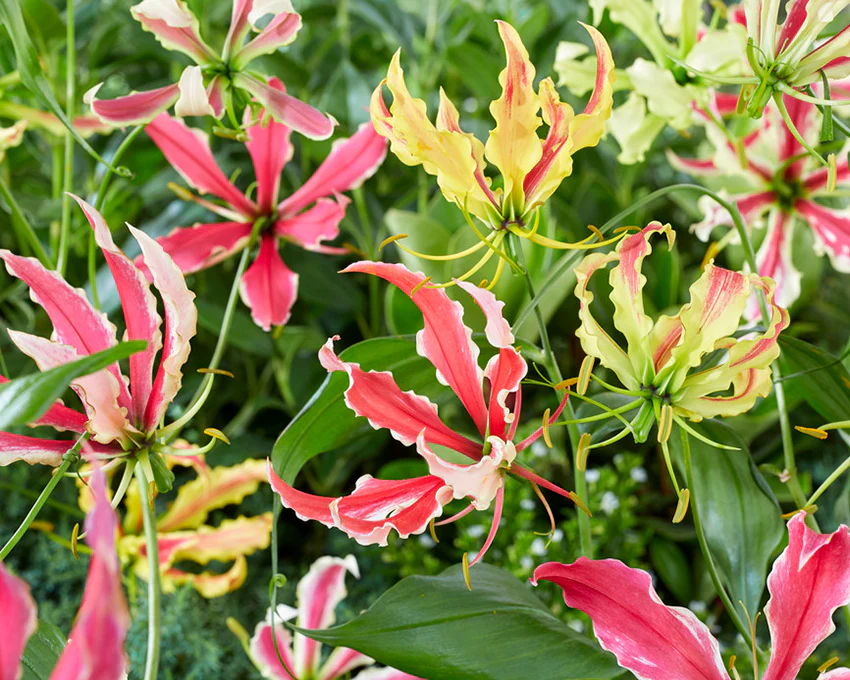 Gloriosa 'Summer Breeze' - Image 3