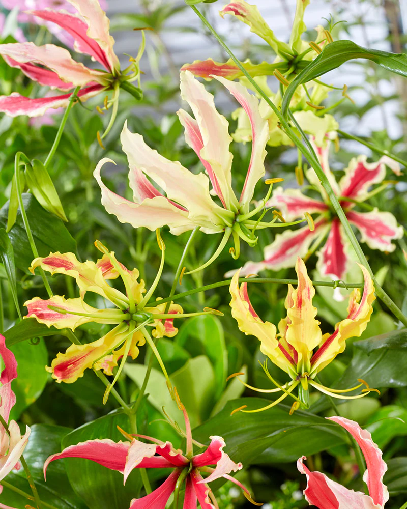 Gloriosa 'Summer Breeze' - Image 4