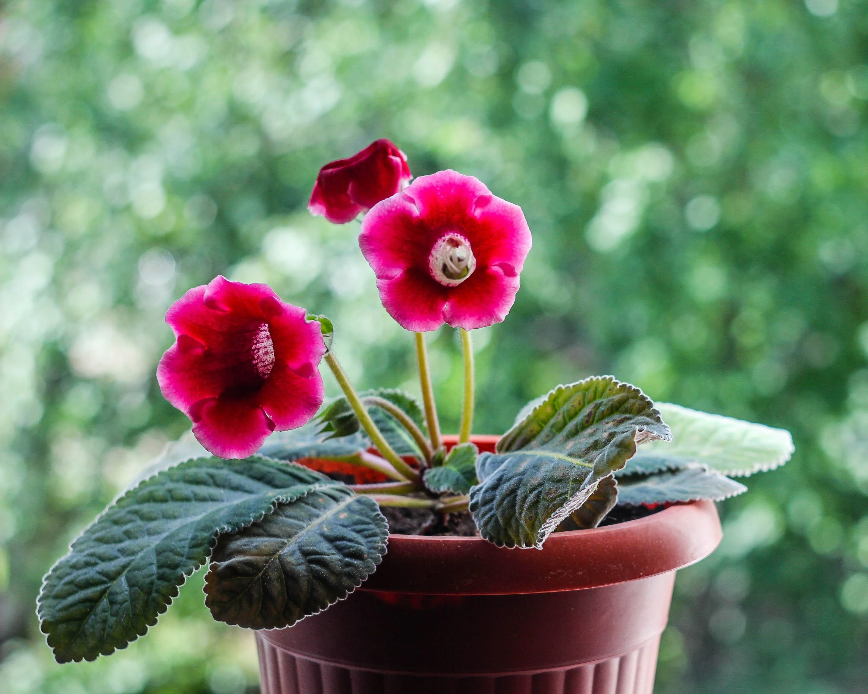 Gloxinia 'Etoile de Feu' - Image 3