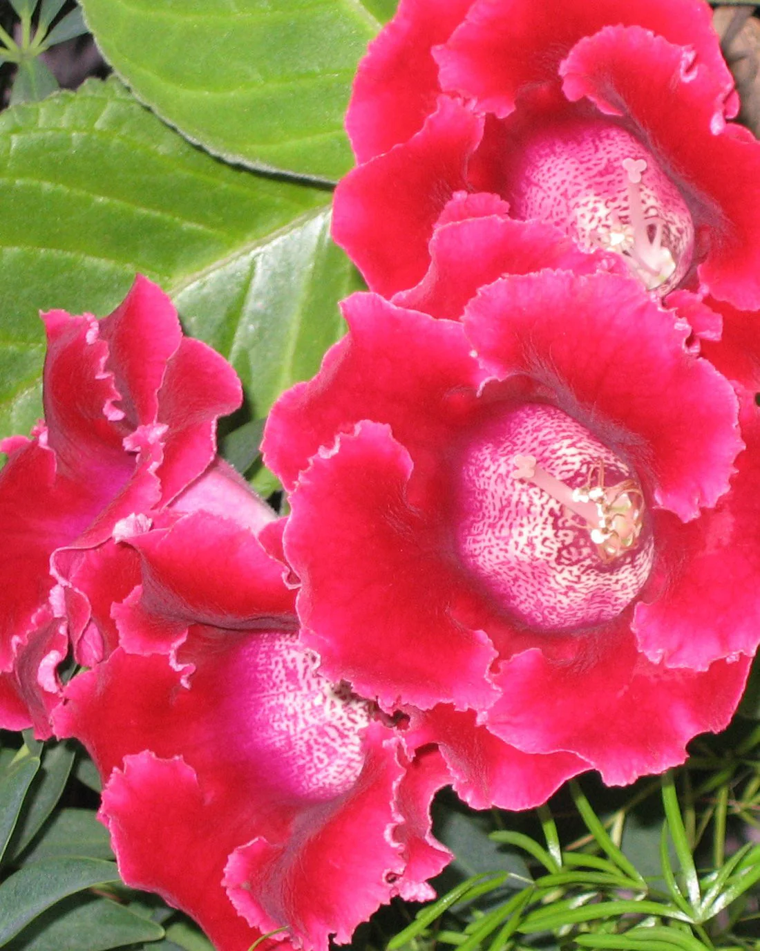 Gloxinia 'Etoile de Feu' - Image 4