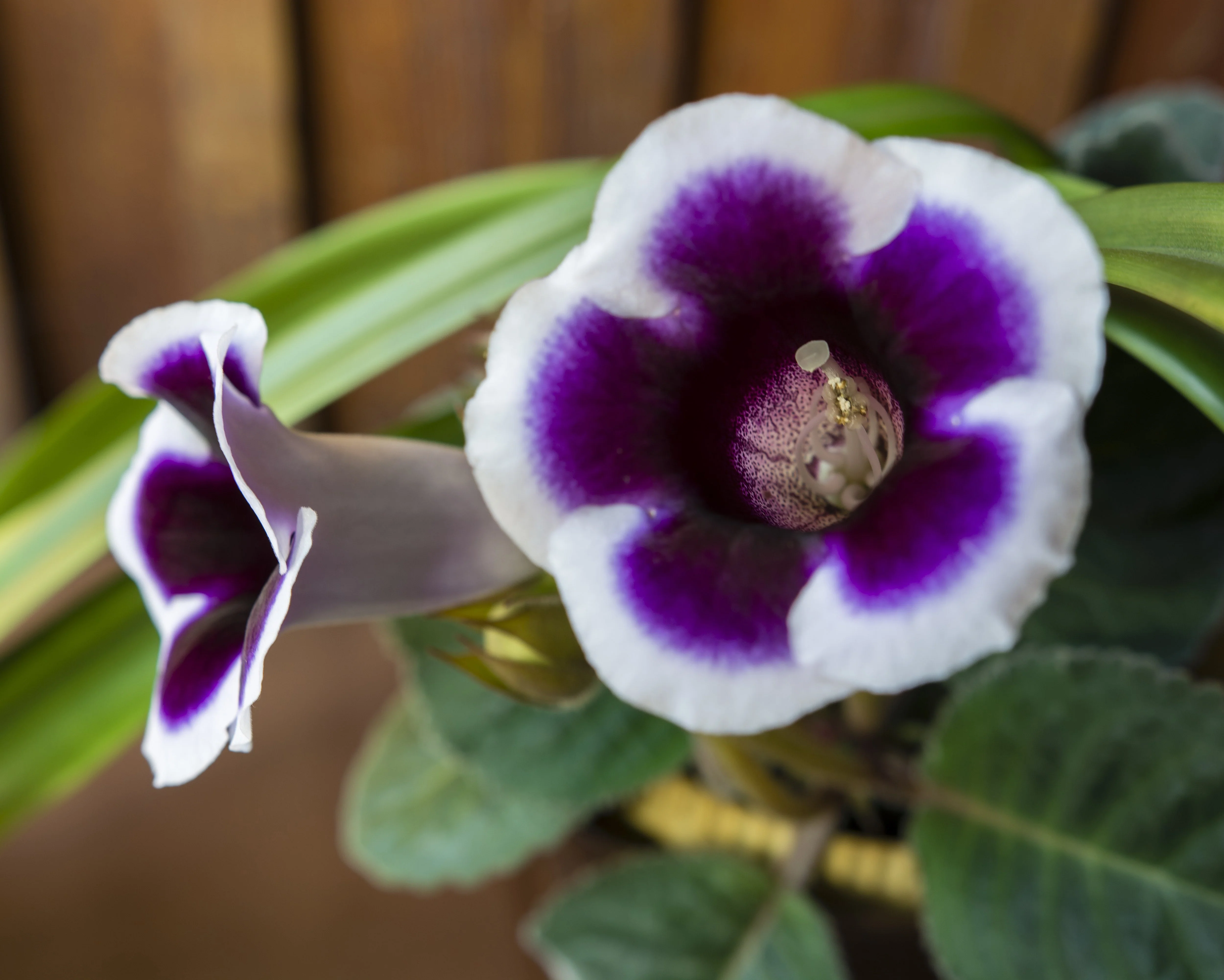Gloxinia 'Kaiser Wilhelm' - Image 3