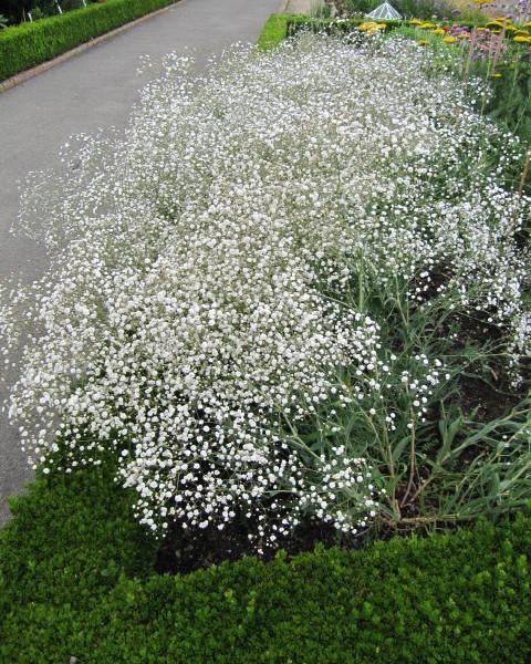 Gypsophila 'Bristol Fairy'