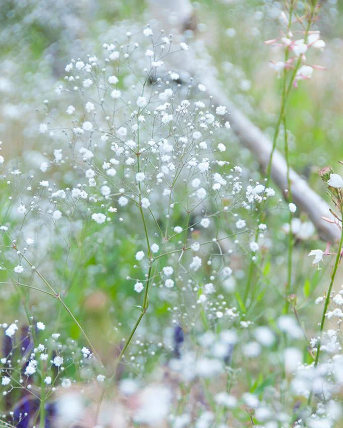 Gypsophila 'Bristol Fairy' - Image 2