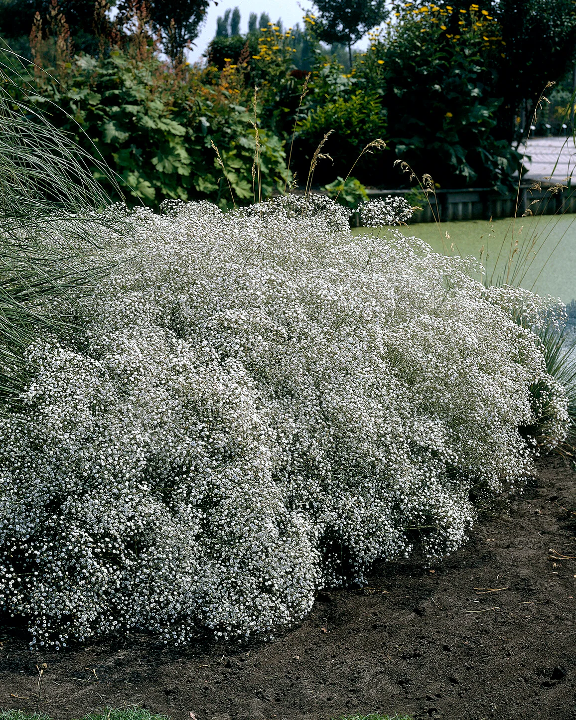 Gypsophila 'Bristol Fairy' - Image 3