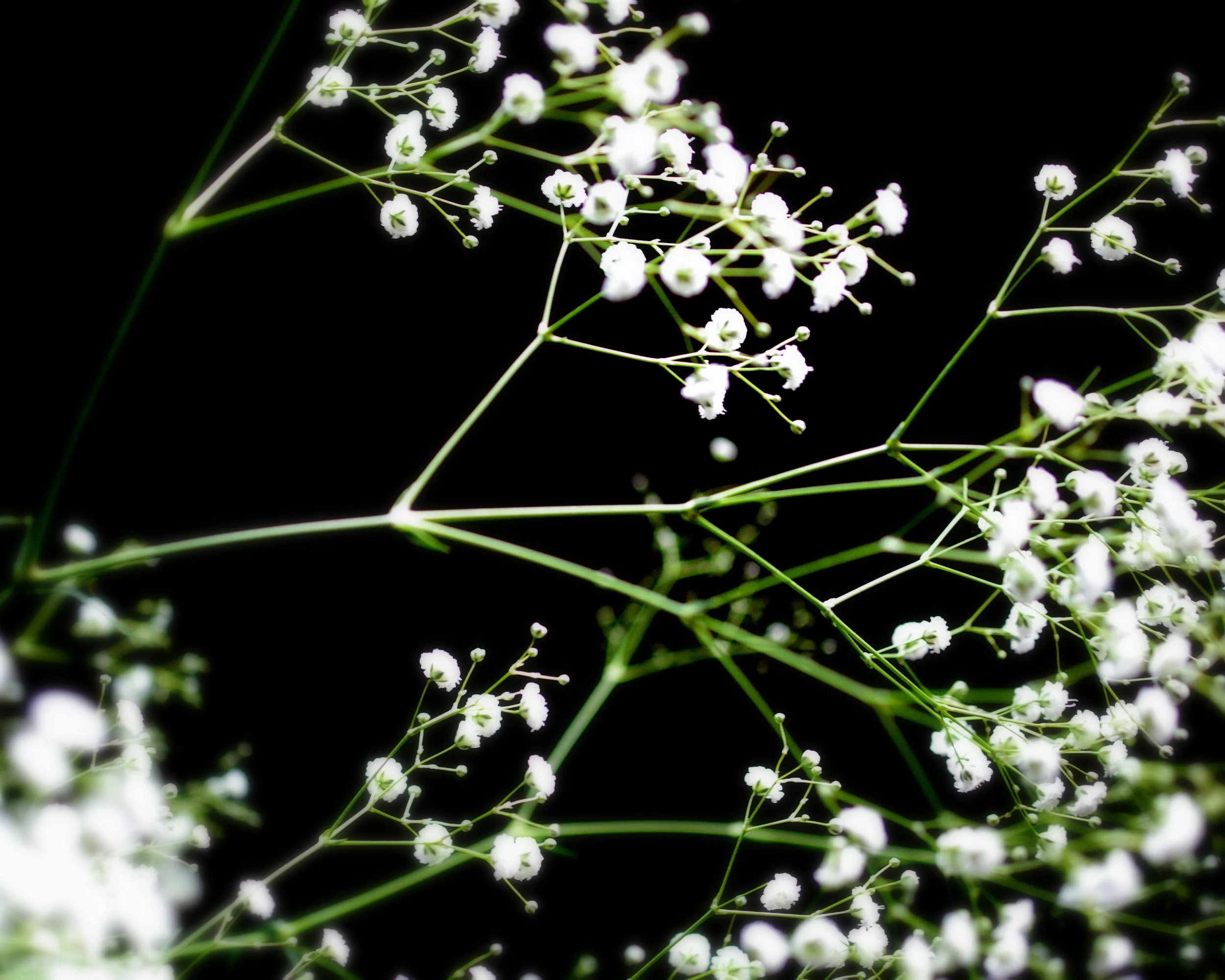 Gypsophila 'Bristol Fairy' - Image 5
