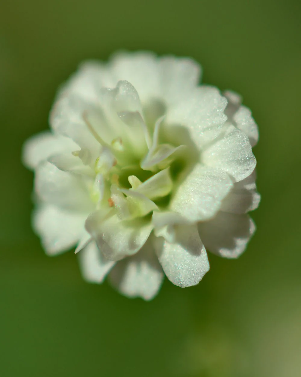 Gypsophila 'Bristol Fairy' - Image 7