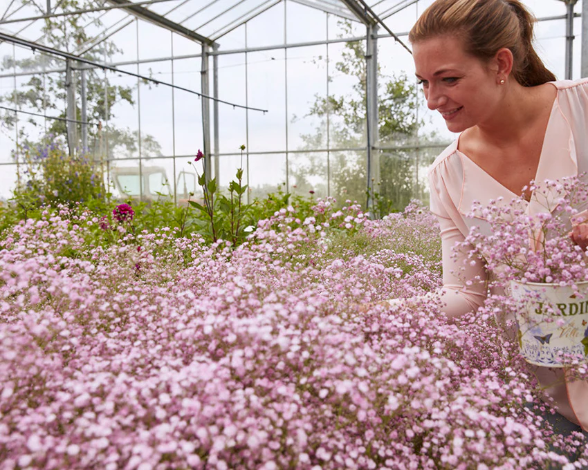 Gypsophila 'Flamingo' - Image 2