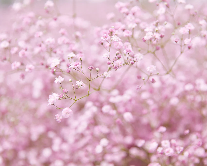 Gypsophila 'Flamingo' - Image 3