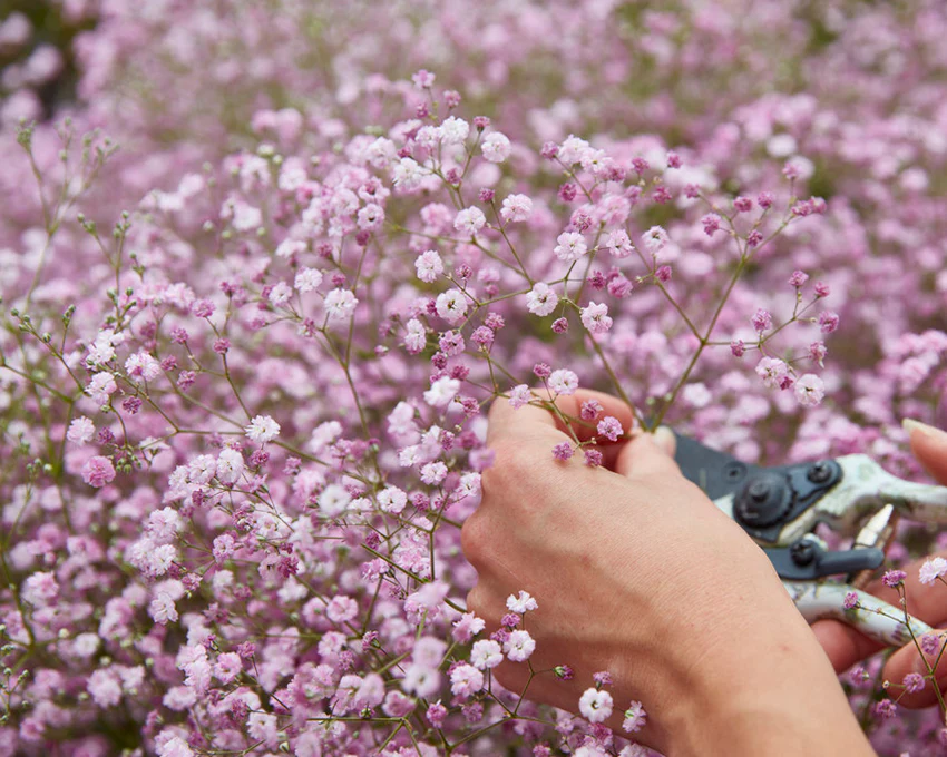 Gypsophila 'Flamingo' - Image 4