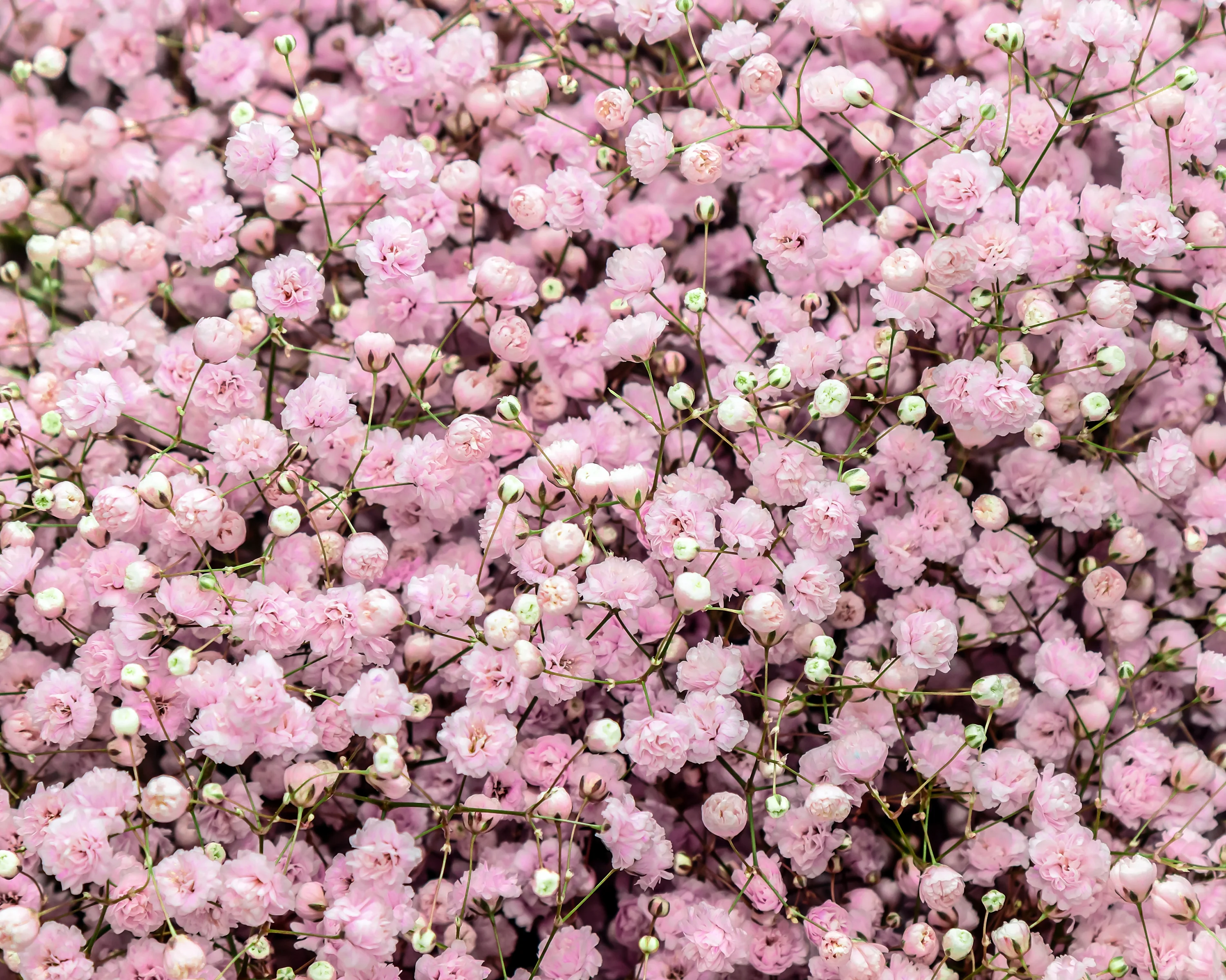 Gypsophila pacifica - Image 3